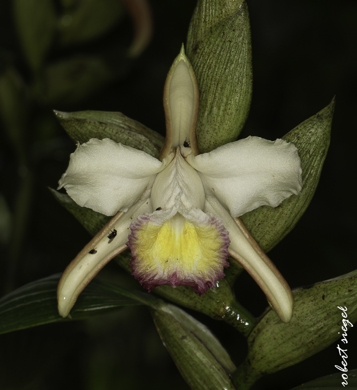 ecuador